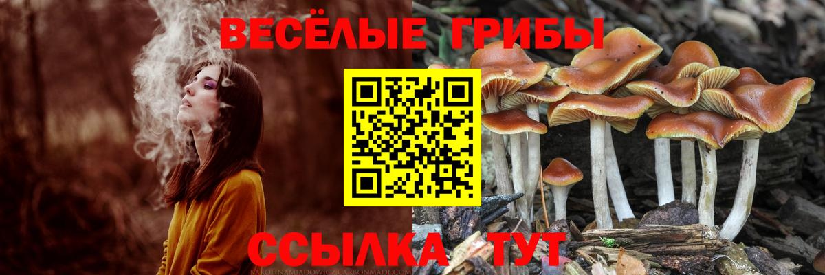 Псилоцибиновые грибы прущие грибы Гудермес